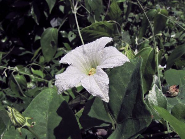 Coccinia grandis
Ivy Gourd (Eng)
Trefwoorden: Plant;Cucurbitaceae;Bloem;wit;cultuurgewas