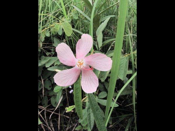 Hibiscus sp.
Trefwoorden: Plant;Malvaceae;Bloem;roze