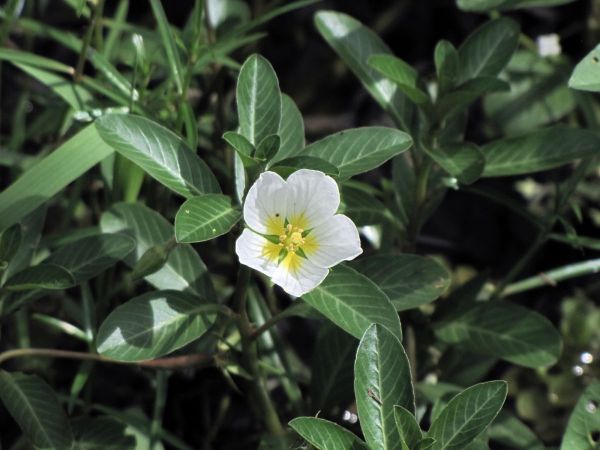 Ludwigia adscendens
Water Primrose (Eng)
Trefwoorden: Plant;Onagraceae;Bloem;wit;waterplant
