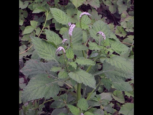 Heliotropium indicum
Indian Heliotrope (Eng) Promoi Damrey (Khmer) Yaa Nguang Chaang (Thai) 
Trefwoorden: Plant;Boraginaceae;Bloem;wit;roze;violet