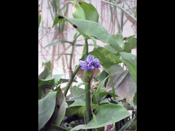 Monochoria hastata
Arrow Leaf Pondweed (Eng)
Keywords: Plant;Pontederiaceae;Bloem;blauw;moerasplant;waterplant