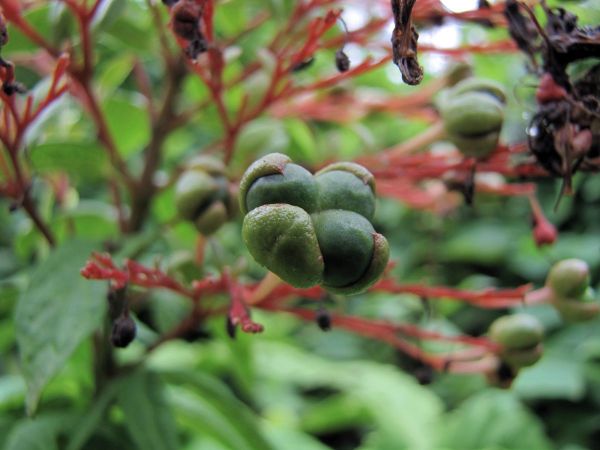 Clerodendrum paniculatum
Pagode Plant (Eng) - fruit
Keywords: Plant;Lamiaceae;vrucht