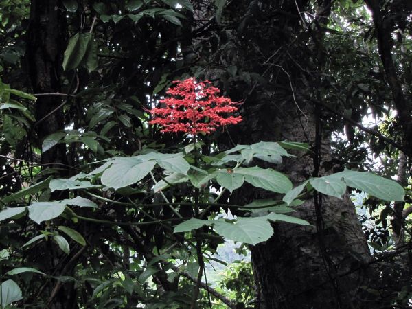 Clerodendrum paniculatum
Pagode Plant (Eng)
Keywords: Plant;Lamiaceae;Bloem;oranje;rood