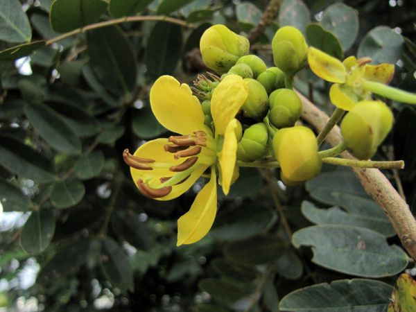 Senna siamea
Cassod Tree (Eng) Khilek (Thai) ângkanh' (Khmer)
Keywords: Plant;Fabaceae;Boom;Bloem;geel
