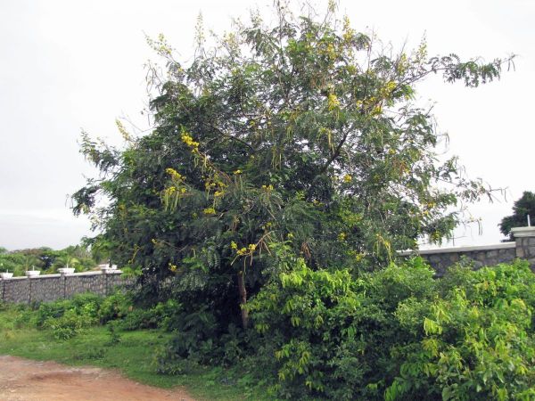 Senna siamea
Cassod Tree (Eng) Khilek (Thai) ângkanh' (Khmer)
Keywords: Plant;Fabaceae;Boom;Bloem;geel