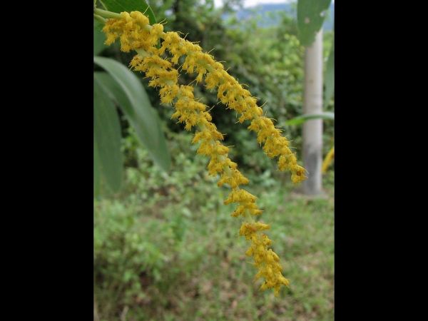 Acacia auriculiformis
Earleaf Acacia (Eng)
Keywords: Plant;Fabaceae;Boom;Bloem;geel