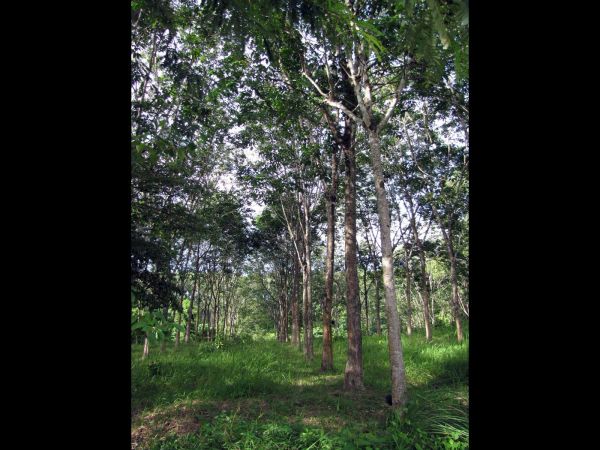 Hevea brasilienis
Rubber Tree (Eng) Jaang Para (Thai) Kav Suo (Khmer) - plantation
Trefwoorden: Plant;Boom;uphorbiaceae;cultuurgewas