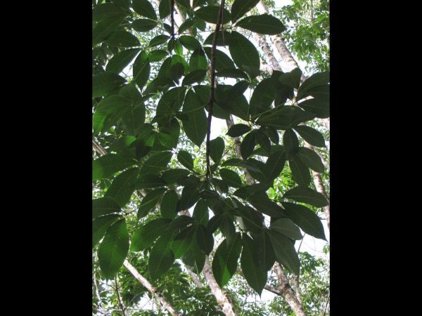 Hevea brasilienis
Rubber Tree (Eng) Jaang Para (Thai) Kav Suo (Khmer)
Trefwoorden: Plant;Boom;Euphorbiaceae;cultuurgewas
