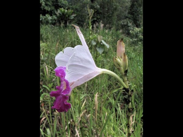 Arundina graminifolia
Bamboo Orchid (Eng) Ueang Pai (Thai) Phanyar (Malay)
Trefwoorden: Plant;Orchidaceae;Bloem;purper;wit