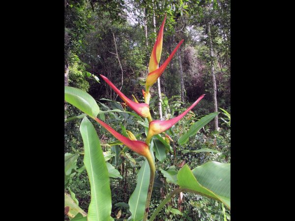 Heliconia latispatha
Expanded Lobsterclaw (Eng)
Trefwoorden: Plant;Heliconiaceae;Bloem;geel;rood