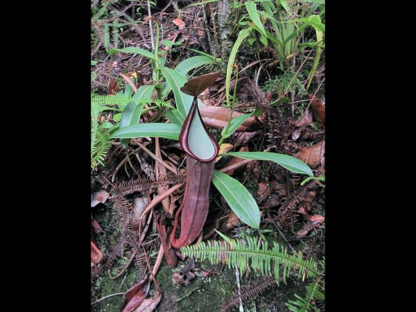 Nepenthes sanguinea
Monkey's Cup (Eng)
Trefwoorden: Plant;Nepenthaceae