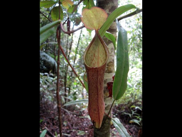 Nepenthes sp. 
Trefwoorden: Plant;Nepenthaceae