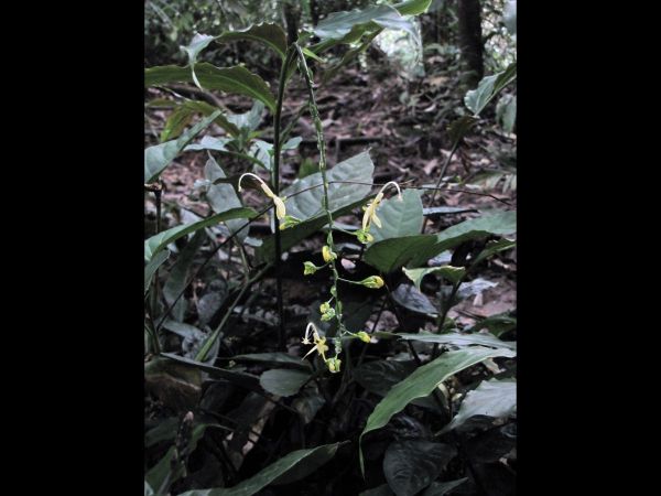 Globba pendula
Dancing Lady Fingers (Eng)
Trefwoorden: Plant;Zingiberaceae;Bloem;wit