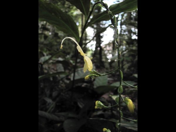 Globba pendula
Dancing Lady Fingers (Eng)
Trefwoorden: Plant;Zingiberaceae;Bloem;wit