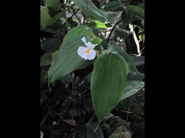Camptandra latifolia
Trefwoorden: Plant;Zingiberaceae;Bloem;wit
