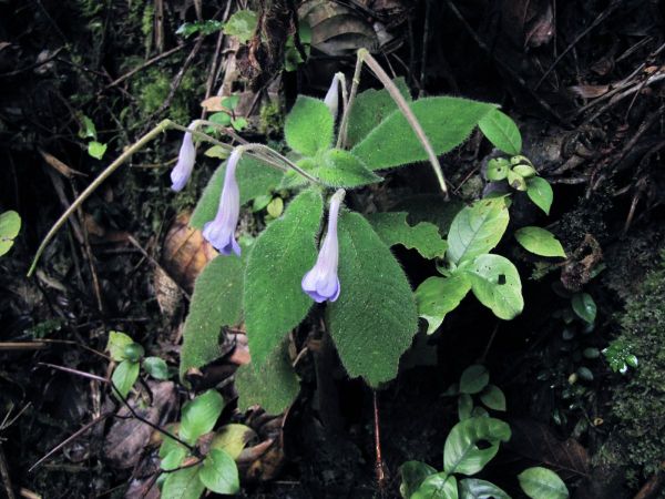 Codonoboea bombycina
Henckels bombycina (Eng)
Trefwoorden: Plant;Gesneriaceae;Bloem;blauw;violet