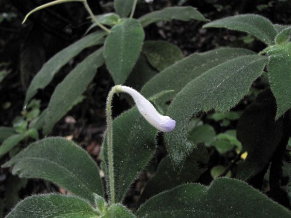 	 Codonoboea bombycina
Henckels bombycina (Eng)
Keywords: Plant;Gesneriaceae;Bloem;blauw;wit;violet