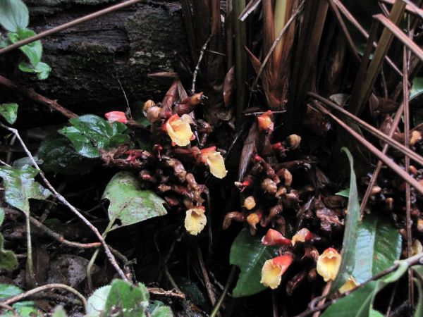 Amomum sp. 
Keywords: Plant;Zingiberaceae;Bloem;geel
