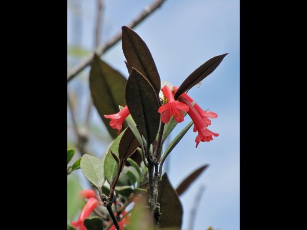 Rhododendron malayanum
Vireya Rhododendron (Eng)
Trefwoorden: Plant;Ericaceae;Bloem;rood