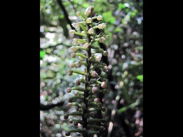 Goodyera procera
Tall Goodyera (Eng)
Trefwoorden: Plant;Orchidaceae;Bloem;wit