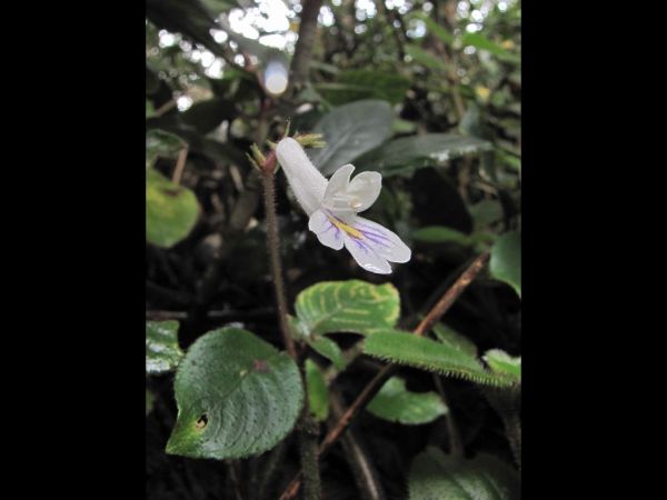 Henckelia hispida
Trefwoorden: Plant;Gesneriaceae;Bloem;wit