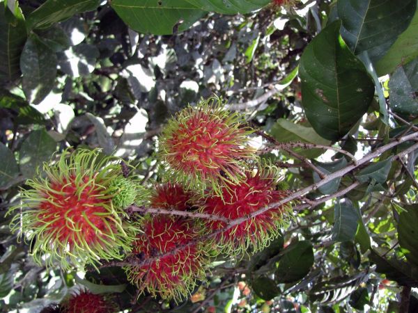 Nephelium lappaceum
Rambutan (Eng), Ramboetan (Ned) Rambutanbaum (Ger) - fruit
Trefwoorden: Plant;Boom;Sapindaceae;vrucht;cultuurgewas