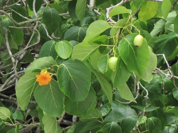 Cordia subcordata
Kou, Narrow-leafed Bird Lime Tree (Eng)
Trefwoorden: Plant;Boom;Boraginaceae;Bloem;oranje