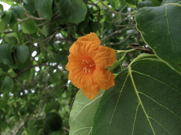 Cordia subcordata
Kou, Narrow-leafed Bird Lime Tree (Eng)
Trefwoorden: Plant;Boom;Boraginaceae;Bloem;oranje