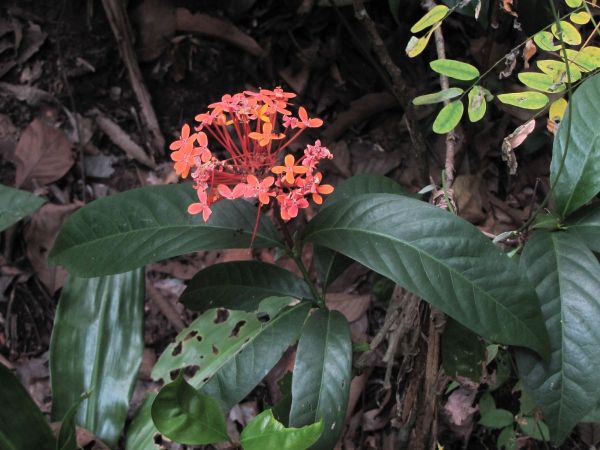 Ixora; I. lobbii
Glossy Ixora (Eng)
Trefwoorden: Plant;Rubiaceae;Bloem;oranje;rood