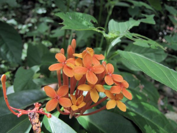 Ixora sp.
Trefwoorden: Plant;Rubiaceae;Bloem;oranje