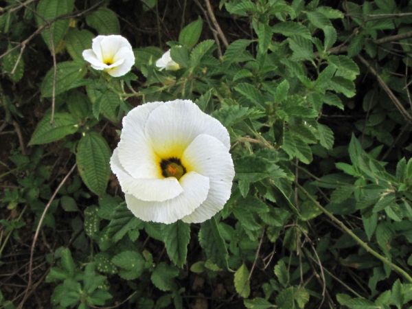 Turnera subulata
Dark-eyed Turnera, White Alder (Eng)
Trefwoorden: Plant;Passifloraceae;Bloem;wit;geel