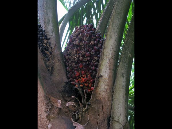 Elaeis guineensis
Oilpalm (Eng) - fruit
Trefwoorden: Plant;Boom;Arecaceae;cultuurgewas