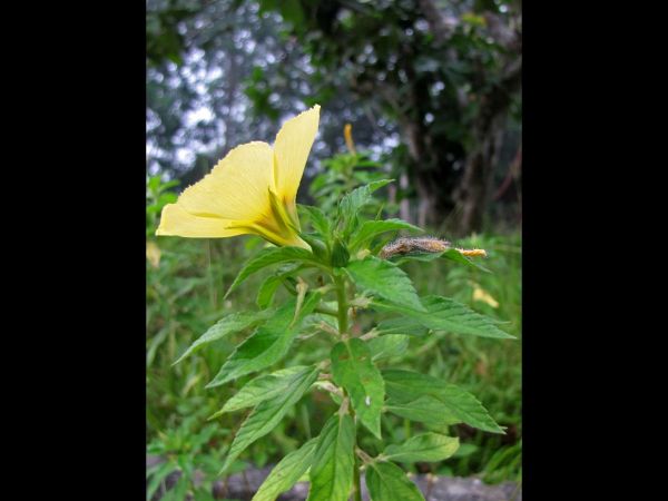 Turnera subulata
Yellow Buttercup, Dark-Eyed Turnera (Eng)
Keywords: Plant;Passifloraceae;Bloem;geel;wit