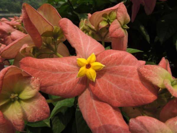 Mussaenda erythrophylla x philipica
Mussaenda 'Queen Sirikit'  (Eng)
Trefwoorden: Plant;Rubiaceae;Bloem;oranje;purper;wit;rood;roze