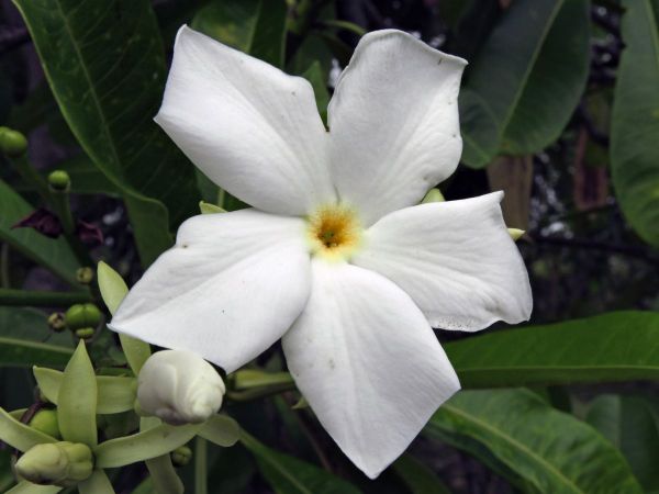 Cerbera manghas
Sea Mango (Eng) Bintaro (Malay)
Trefwoorden: Plant;Boom;Apocynaceae;Bloem;wit