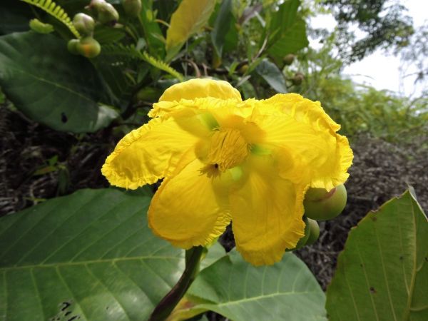 Dillenia suffruticosa
Shrubby Simpoh (Eng) Simpuh Air (Malay)
Trefwoorden: Plant;Dilleniaceae;Bloem;geel