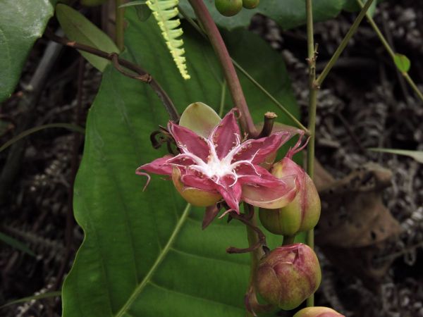 Dillenia suffruticosa
Shrubby Simpoh (Eng) Simpuh Air (Malay) - fruit
Trefwoorden: Plant;Dilleniaceae;vrucht