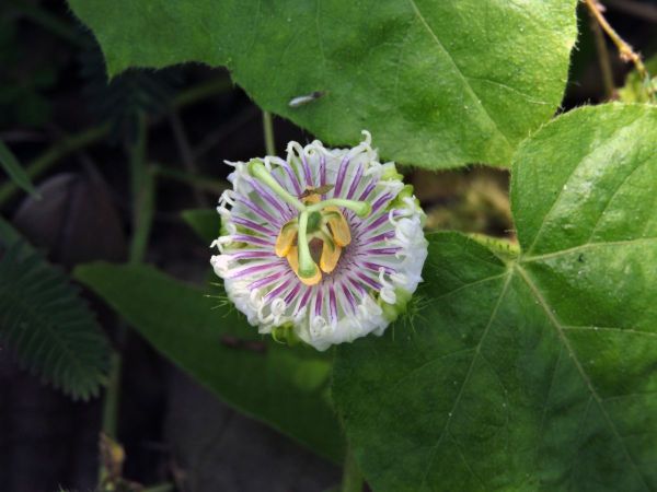 Passiflora foetida
Bush Passion Fruit, Stinking Passionflower (Eng)
Trefwoorden: Plant;Passifloraceae;Bloem;wit;purper