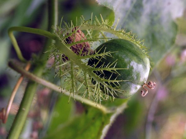 Passiflora foetida
Bush Passion Fruit, Stinking Passionflower (Eng) - fruit
Trefwoorden: Plant;Passifloraceae;vrucht