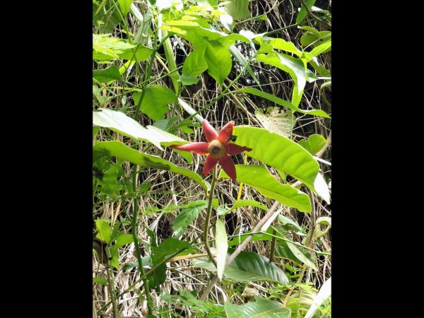 Uvaria grandiflora
Pisang Akar (Malay)  Kluai Muu Sang (Thai) Red Hot Poker (Eng)
Trefwoorden: Plant;Annonaceae;Bloem;rood