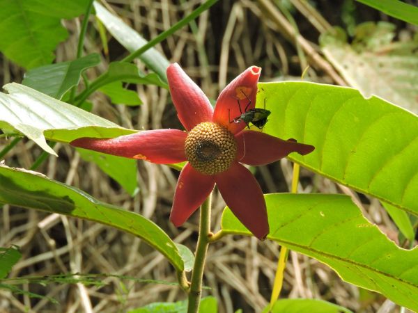 Uvaria grandiflora
Pisang Akar (Malay)  Kluai Muu Sang (Thai) Red Hot Poker (Eng)
Trefwoorden: Plant;Annonaceae;Bloem;rood