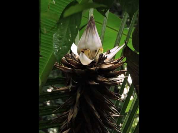 Ensete lasiocarpum
Chinese Dwarf Banana (Eng)
Trefwoorden: Plant;Musaceae;Bloem;wit;geel