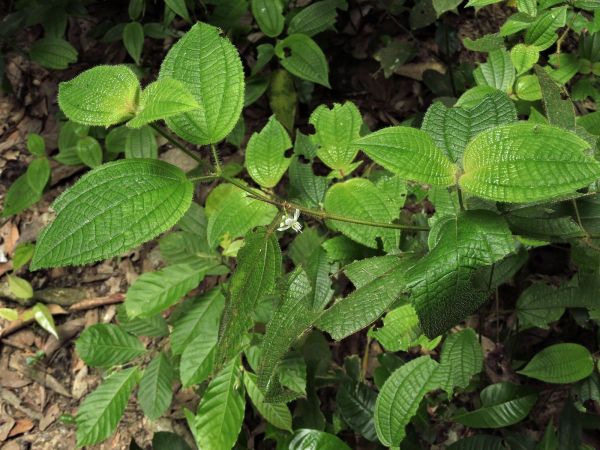 Clidemia hirta
Soapbush (Eng)
Trefwoorden: Plant;Melastomataceae;Bloem;wit