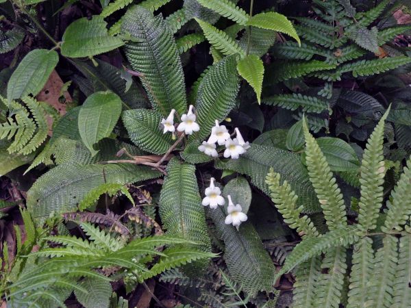 Henckelia; H. platypus
Trefwoorden: Plant;Gesneriaceae;Bloem;wit