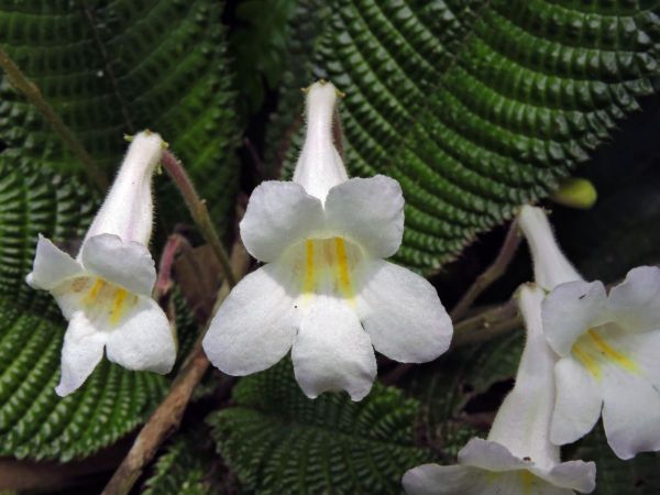 Henckelia; H. platypus
Trefwoorden: Plant;Gesneriaceae;Bloem;wit
