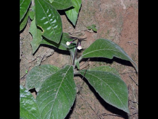 Codonoboea flavobrunnea
Trefwoorden: Plant;Gesneriaceae;Bloem;geel;wit