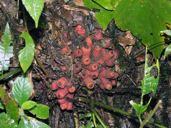 Balanophora papuana
Keywords: Plant;Balanophoraceae;Bloem;rood