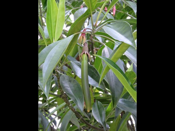 Bruguiera gymnorrhiza
Putut (Ind) Black Mangrove (Eng) - fruit
Keywords: Plant;Rhizophoraceae;vrucht