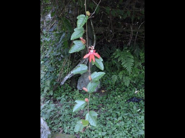 Passiflora; P. racemosa
Red Passion Flower (Eng)
Trefwoorden: Plant;Passifloraceae;Bloem;rood