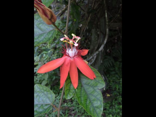 Passiflora; P. racemosa
Red Passion Flower (Eng)
Trefwoorden: Plant;Passifloraceae;Bloem;rood